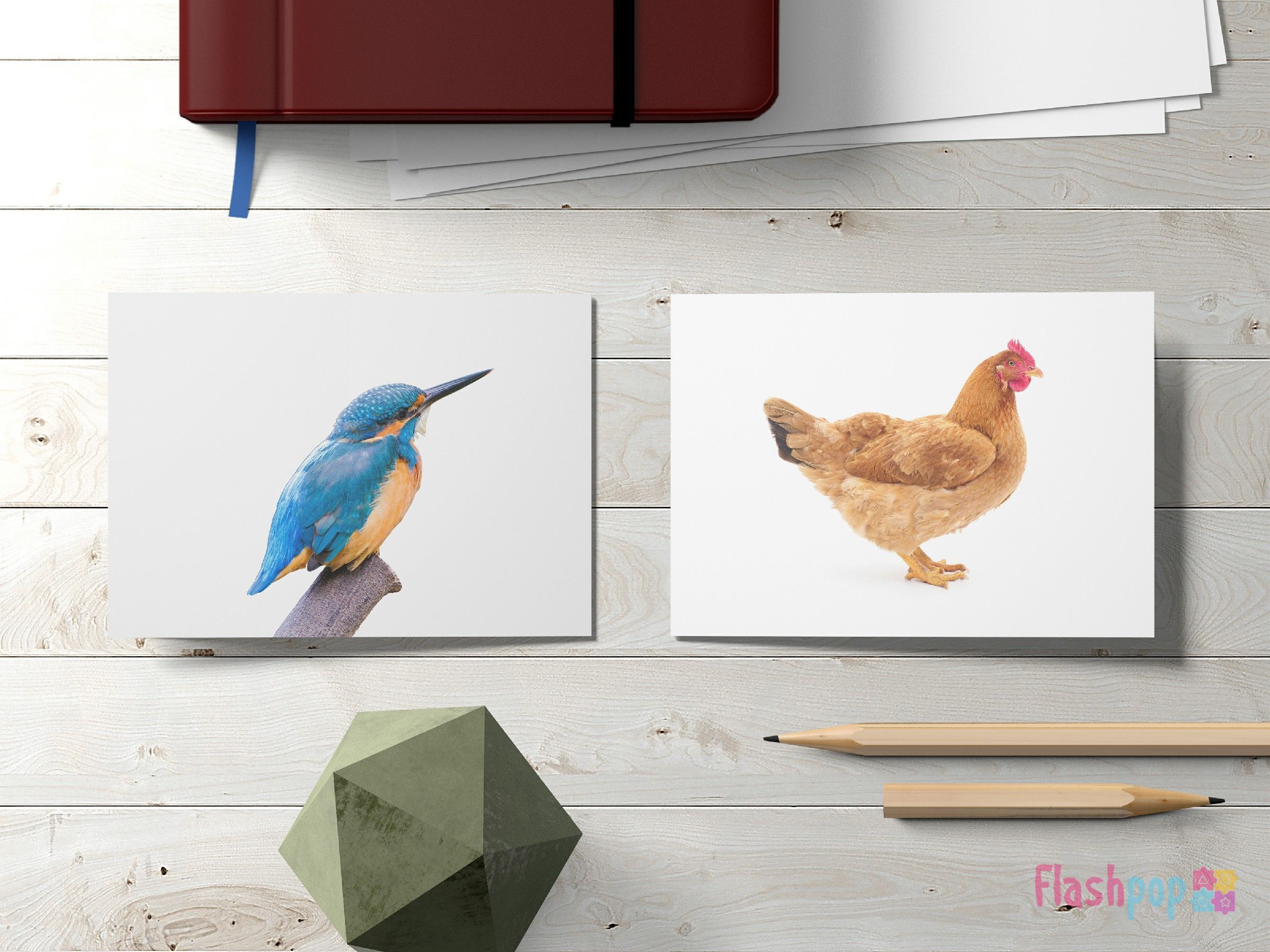 Birds Flashcards — Flashpop