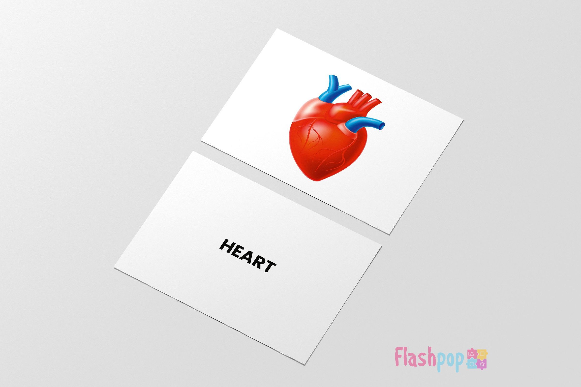 Internal Organs Flashcards from Flashpop